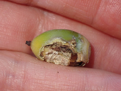 Aphelocoma californica