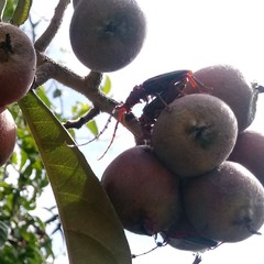 Chydarteres striatus