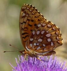 Speyeria hesperis ratonensis