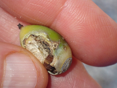 Aphelocoma californica