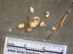 Aphelocoma californica