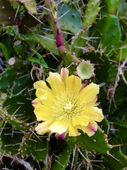 Opuntia monacantha
