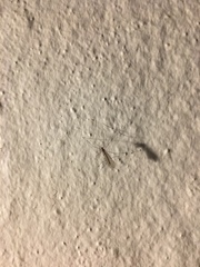 Nematocera