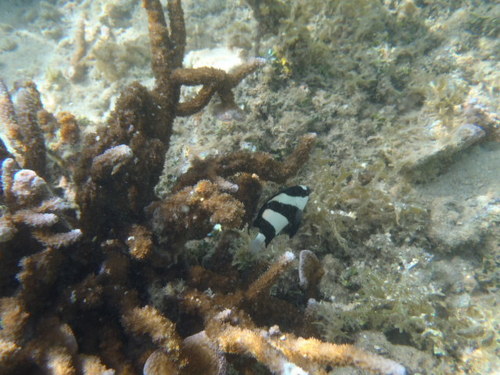 Dascyllus emamo