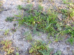 Diplotaxis catholica