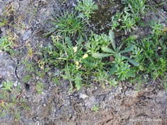 Diplotaxis catholica