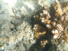 Epinephelus