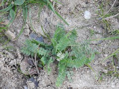 Ornithopus perpusillus