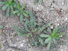 Ornithopus perpusillus