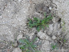 Ornithopus perpusillus