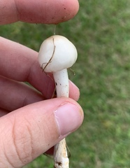 Zhuliangomyces illinitus