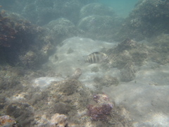 Abudefduf septemfasciatus