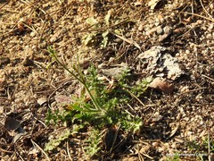 Diplotaxis catholica