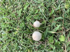 Zhuliangomyces illinitus