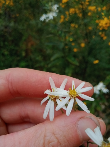 Image of Olearia rugosa by (c) Nina Kerr, some rights reserved (CC BY)