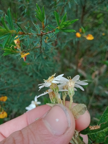 Image of Olearia rugosa by (c) Nina Kerr, some rights reserved (CC BY)
