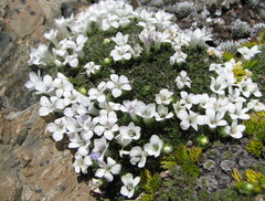 Veronica pulvinaris