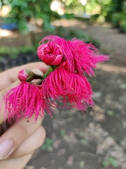 Syzygium malaccense