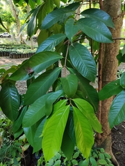 Syzygium malaccense