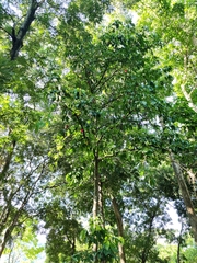 Syzygium malaccense