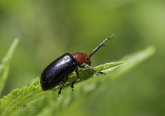 Cacoscelis abdominalis