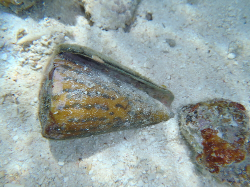 Conus leopardus