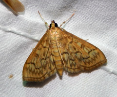 Crocidophora serratissimalis