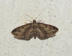 Eupithecia ericeata