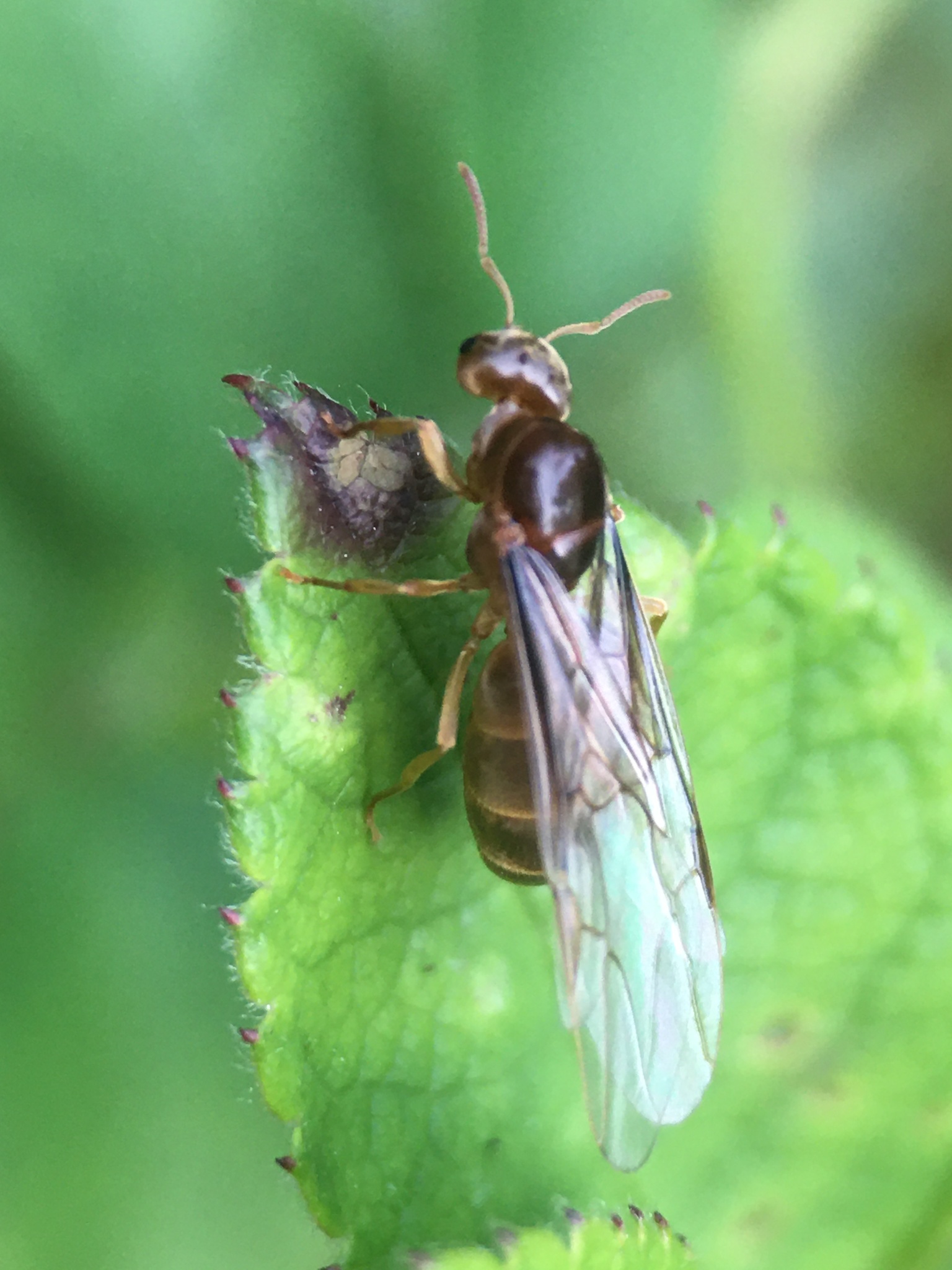 Lasius brevicornis