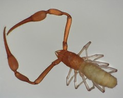 Tartarocreagris infernalis