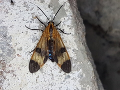 Dycladia vitrina