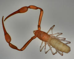 Tartarocreagris infernalis