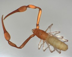 Tartarocreagris infernalis