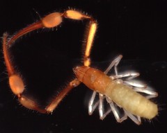 Tartarocreagris infernalis