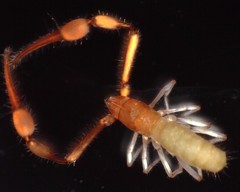 Tartarocreagris infernalis