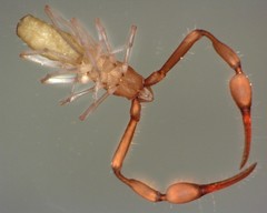 Tartarocreagris infernalis