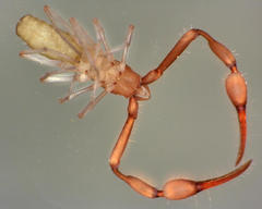 Tartarocreagris infernalis