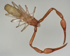 Tartarocreagris infernalis