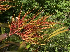 Aechmea blanchetiana