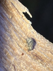 Myosides seriehispidus