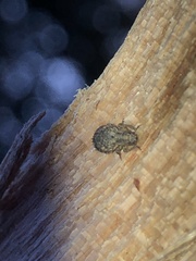 Myosides seriehispidus