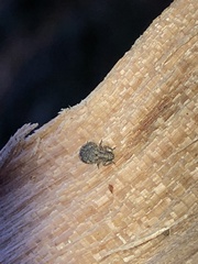 Myosides seriehispidus