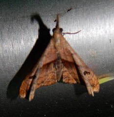 Palthis angulalis