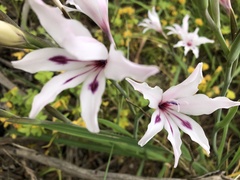 Gladiolus carneus