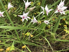 Gladiolus carneus