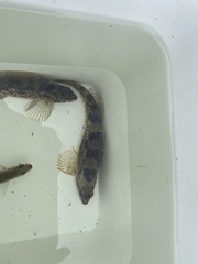 Hexagrammos stelleri