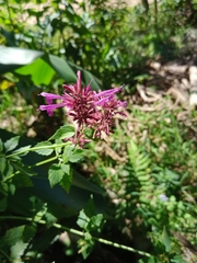 Agastache mexicana