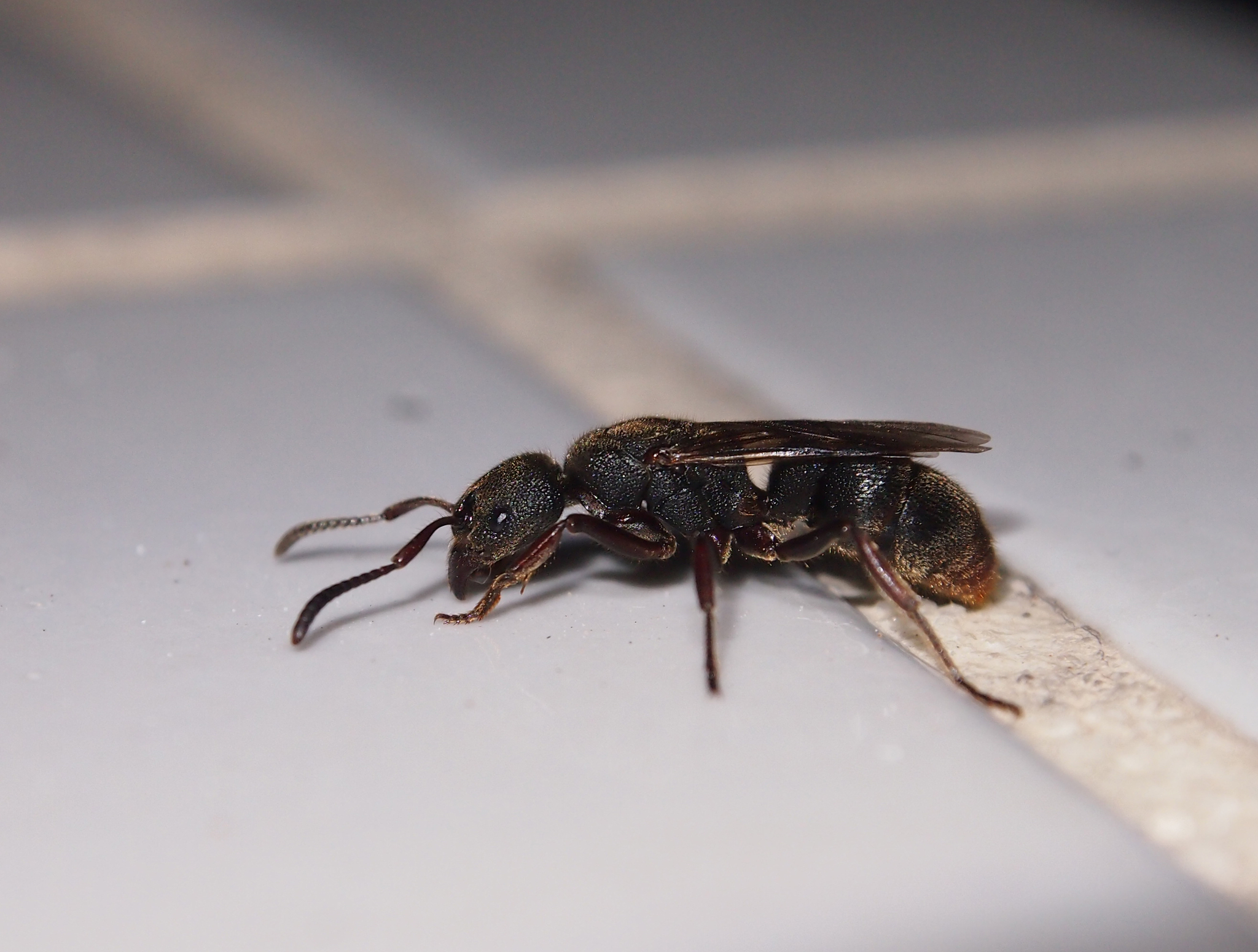 Pseudoneoponera rufipes