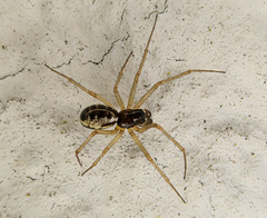 Lepthyphantes