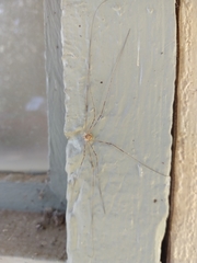Leptobunus parvulus